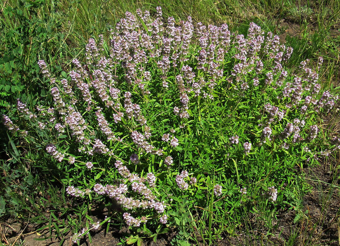 Изображение особи Thymus marschallianus.