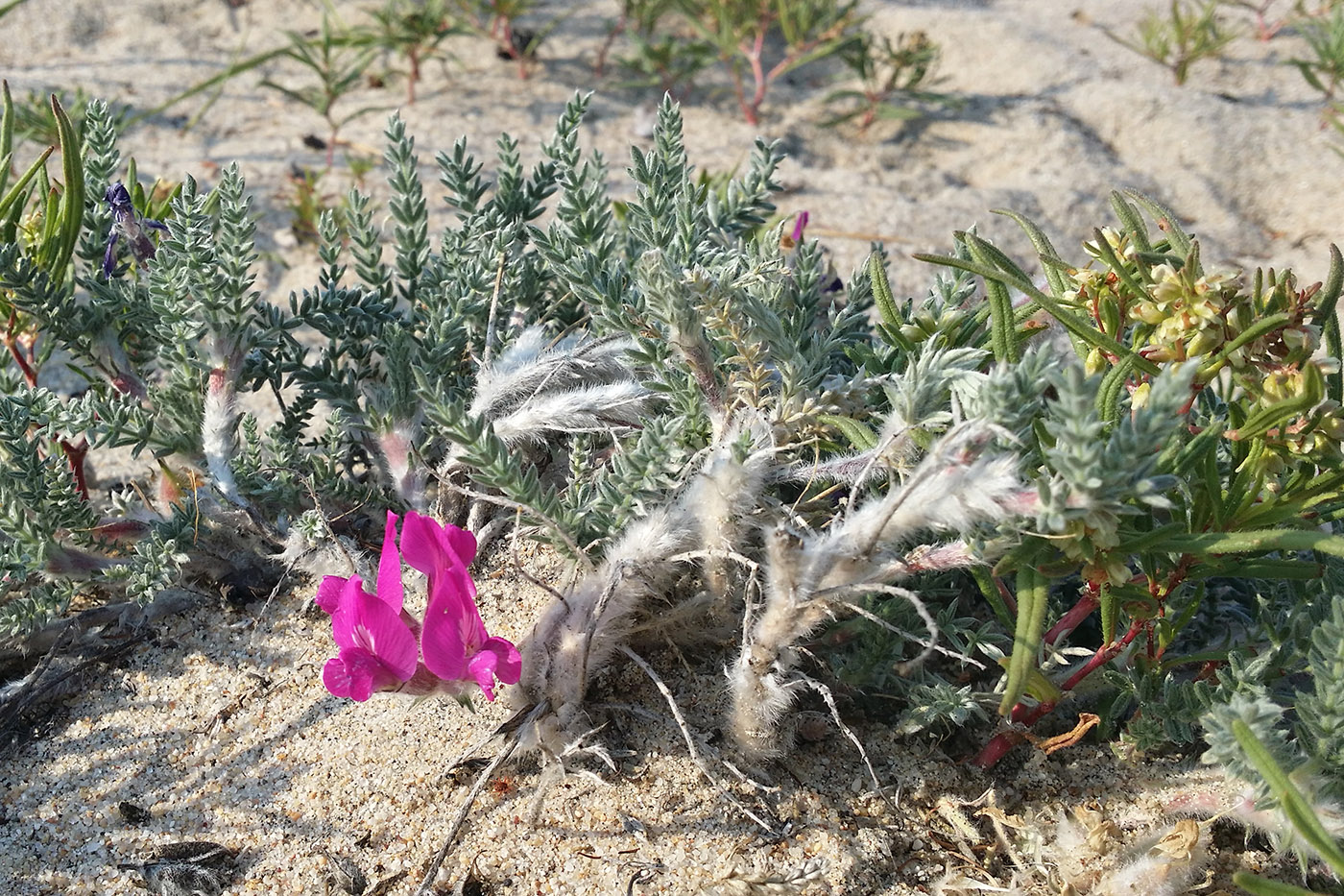 Изображение особи Oxytropis lanata.