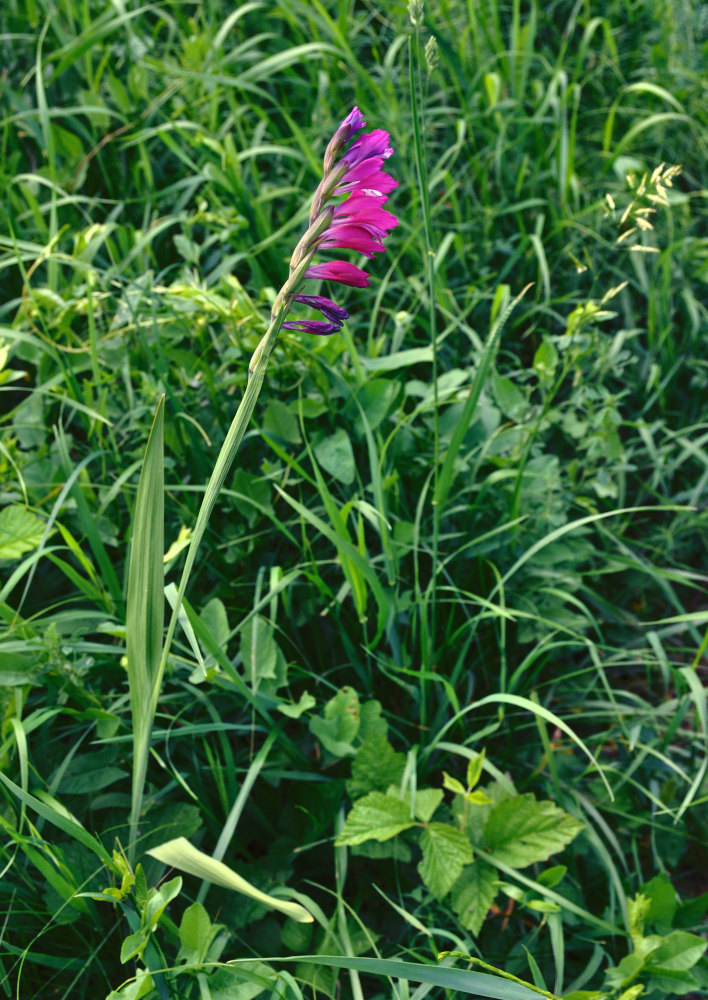 Изображение особи Gladiolus imbricatus.