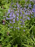 Hyacinthoides non-scripta