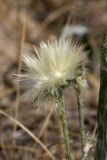 Scorzonera circumflexa. Соплодие. Пустыня Кызылкум. 04.05.2010.