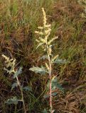 Atriplex tatarica. Верхушка побега с соцветием. Украина, Запорожская обл., Гуляйпольский р-н, г. Гуляйполе, берег р. Гайчур, луговая степь. 21.08.2020.