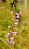 Calluna vulgaris. Верхушка цветущего побега. Ленинградская обл., Выборгский р-н, экопоселение \"Ясное\". 29 августа 2008 г.