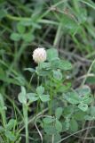 Trifolium fragiferum