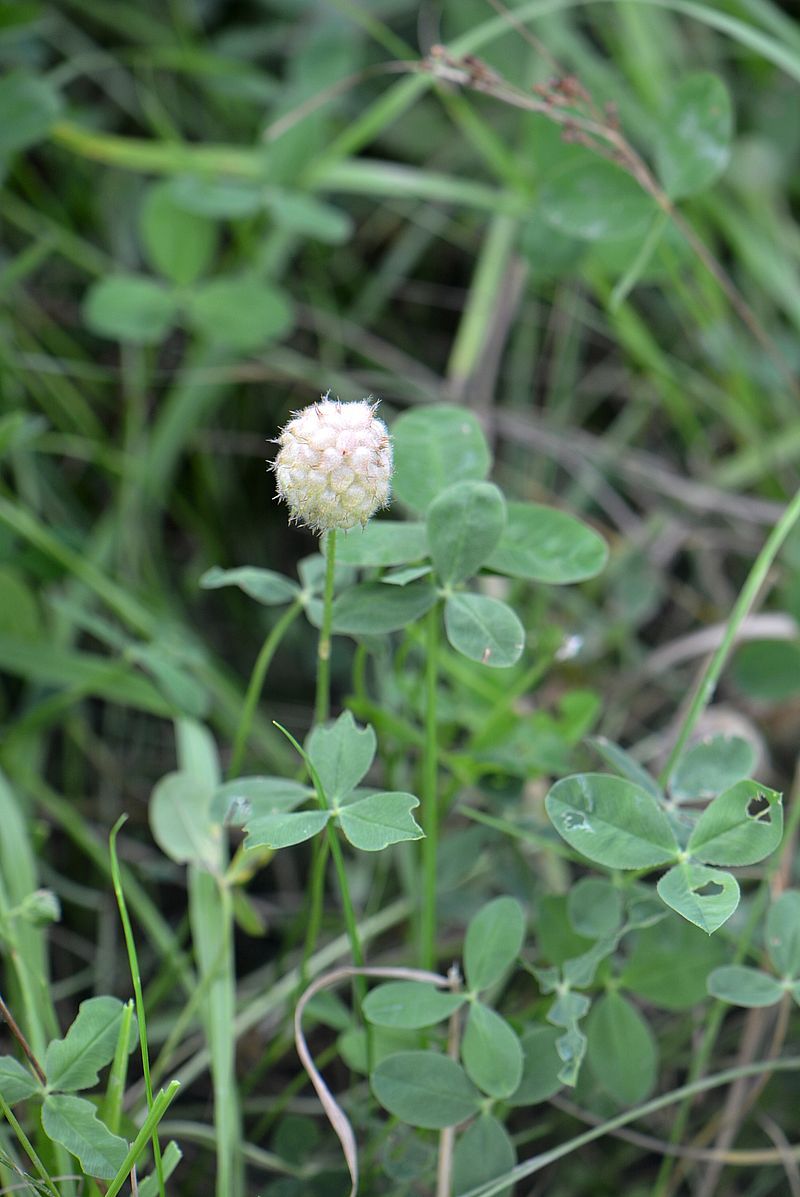 Изображение особи Trifolium fragiferum.