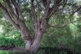 Salix fragilis var. sphaerica