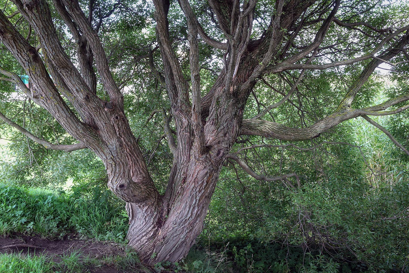 Изображение особи Salix fragilis var. sphaerica.