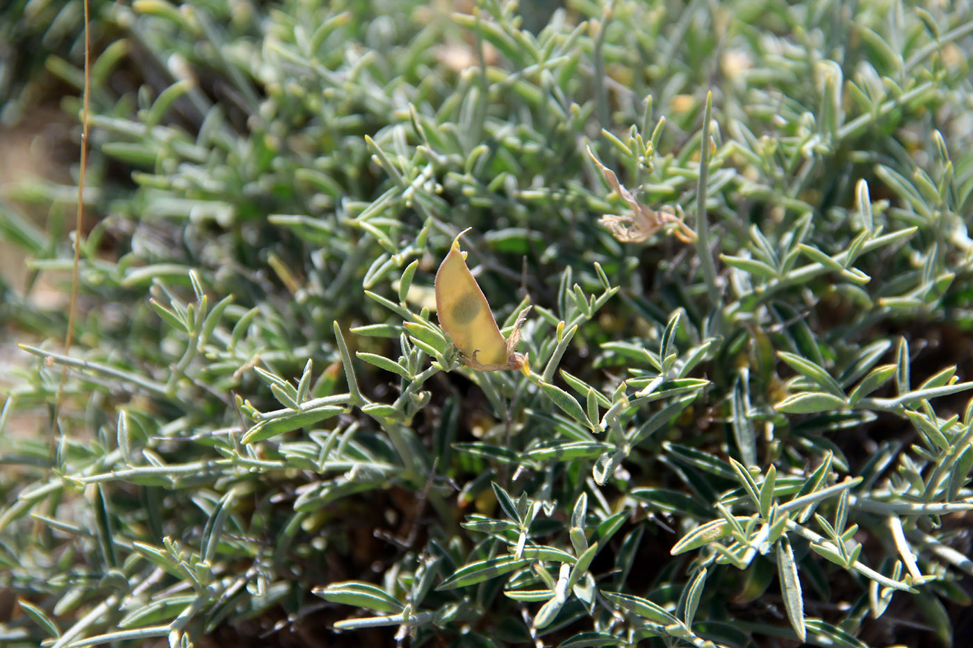 Image of Calispepla aegacanthoides specimen.