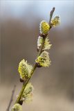 Salix caprea. Верхушка побега с соцветиями. Ленинградская обл., Гатчинский р-н, окр. пос. Пудость, разнотравный луг на месте заброшенного травертинового карьера. 19.04.2020.