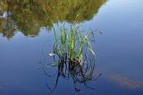 Carex acuta