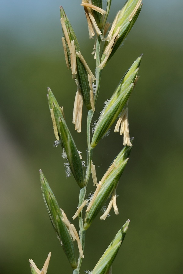 Изображение особи Elytrigia repens.