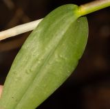 genus Epidendrum