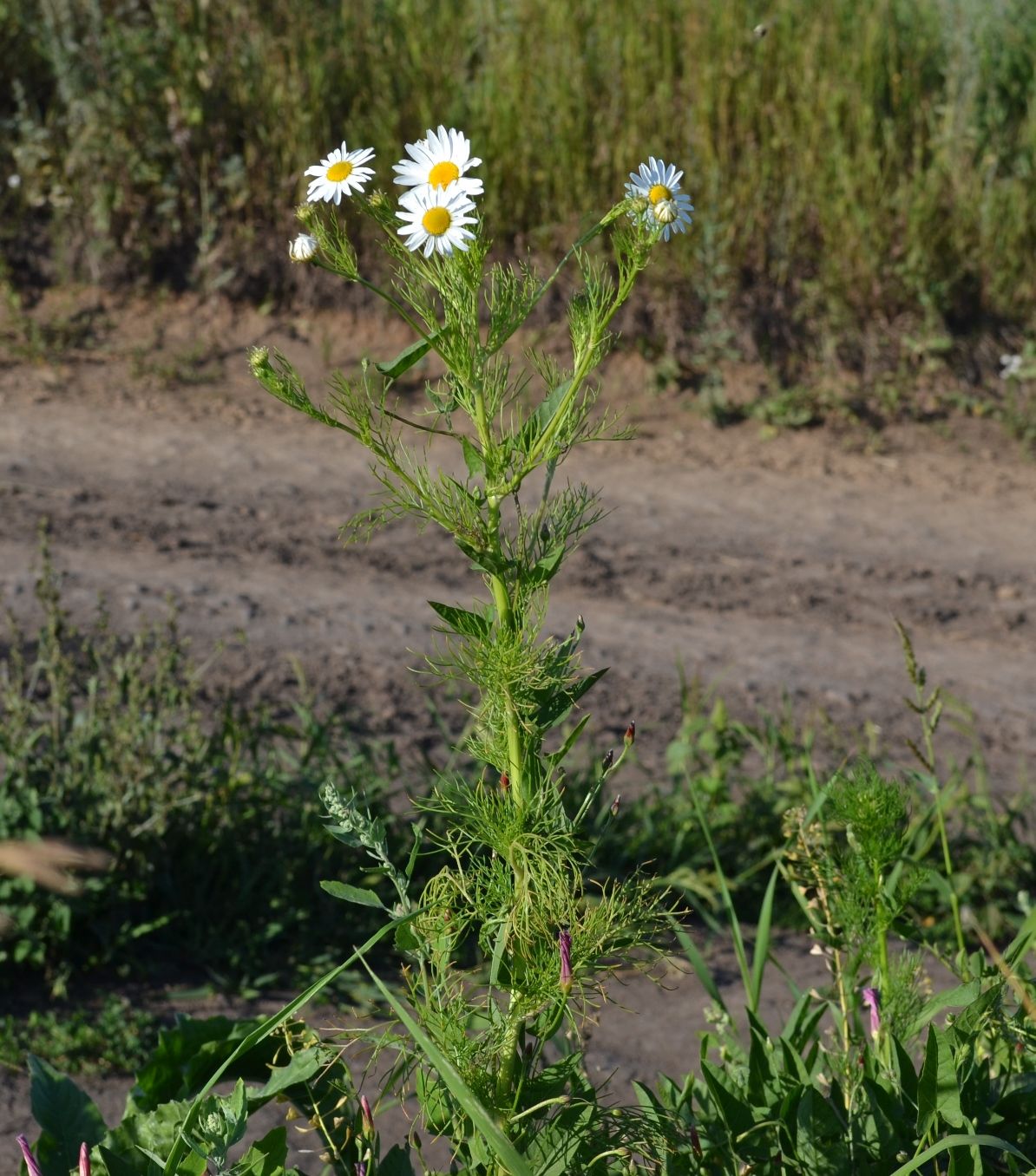 Изображение особи Tripleurospermum inodorum.