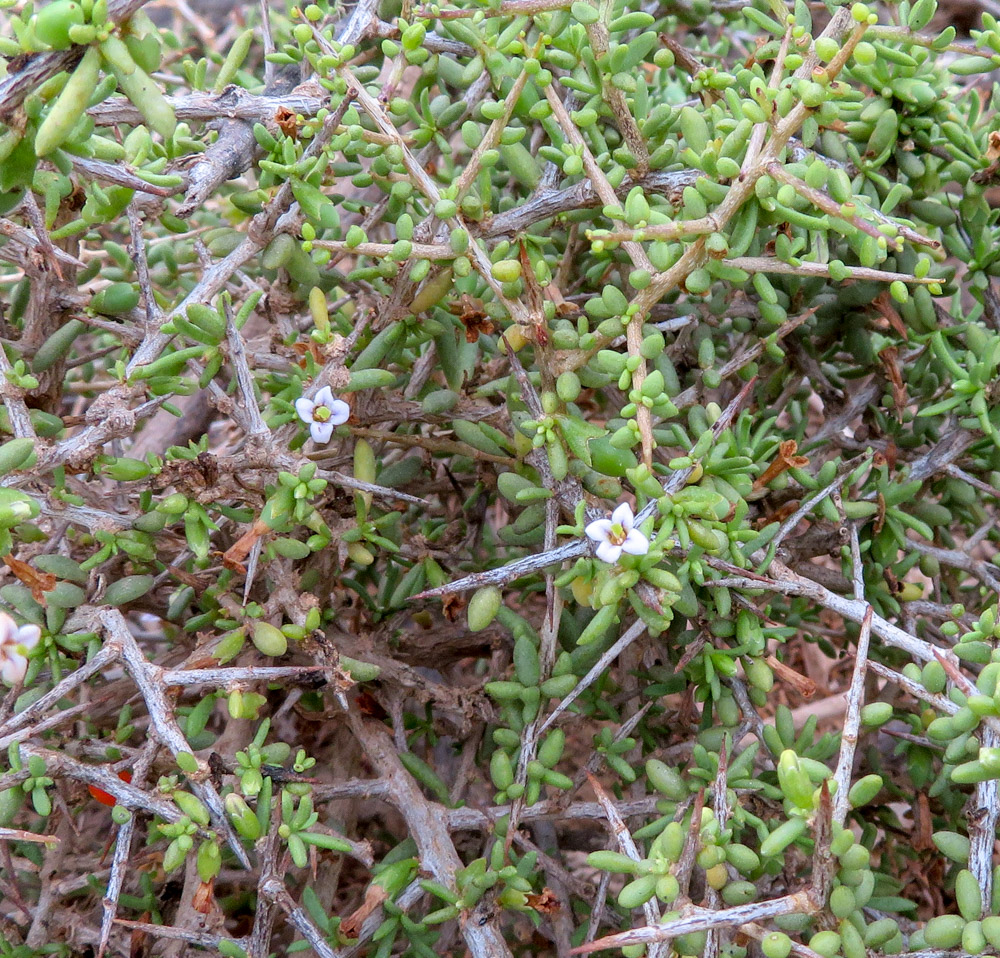 Image of Lycium tetrandrum specimen.