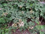 Rubus praecox