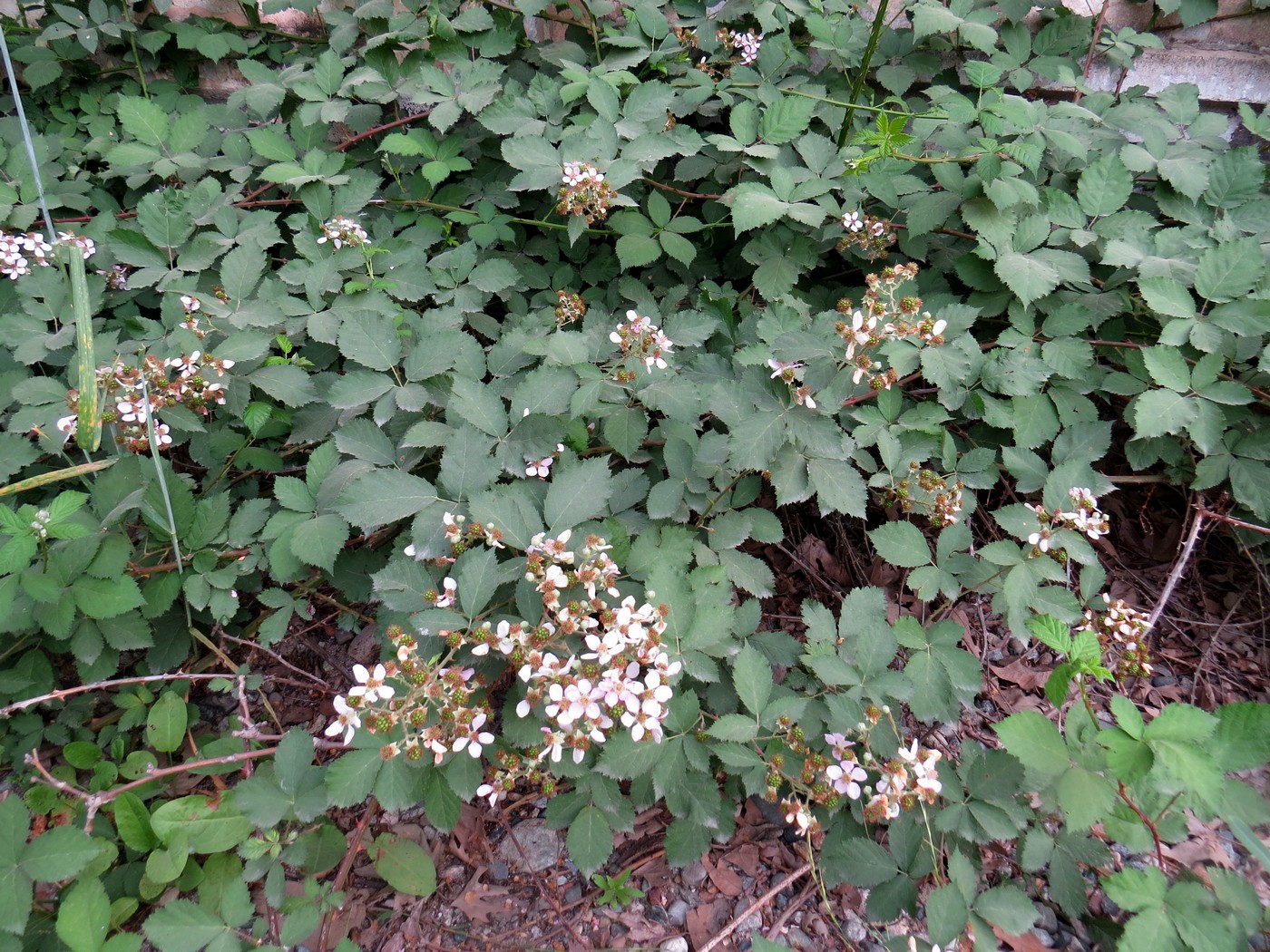 Image of Rubus praecox specimen.