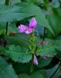 Chelone obliqua. Верхушка побега с соцветием. Московская обл., г. Железнодорожный, в культуре. 10.10.2020.