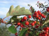 Sorbus tauricola