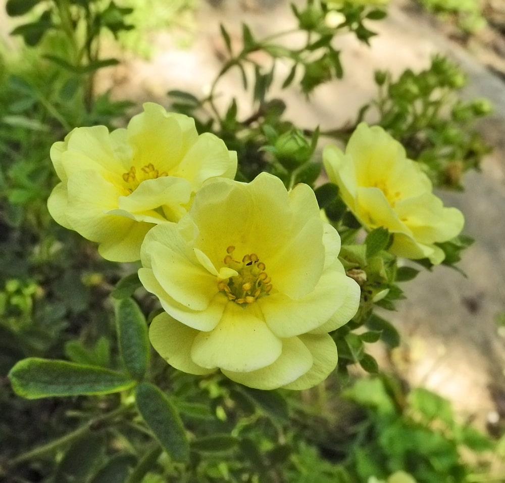 Image of Dasiphora fruticosa specimen.