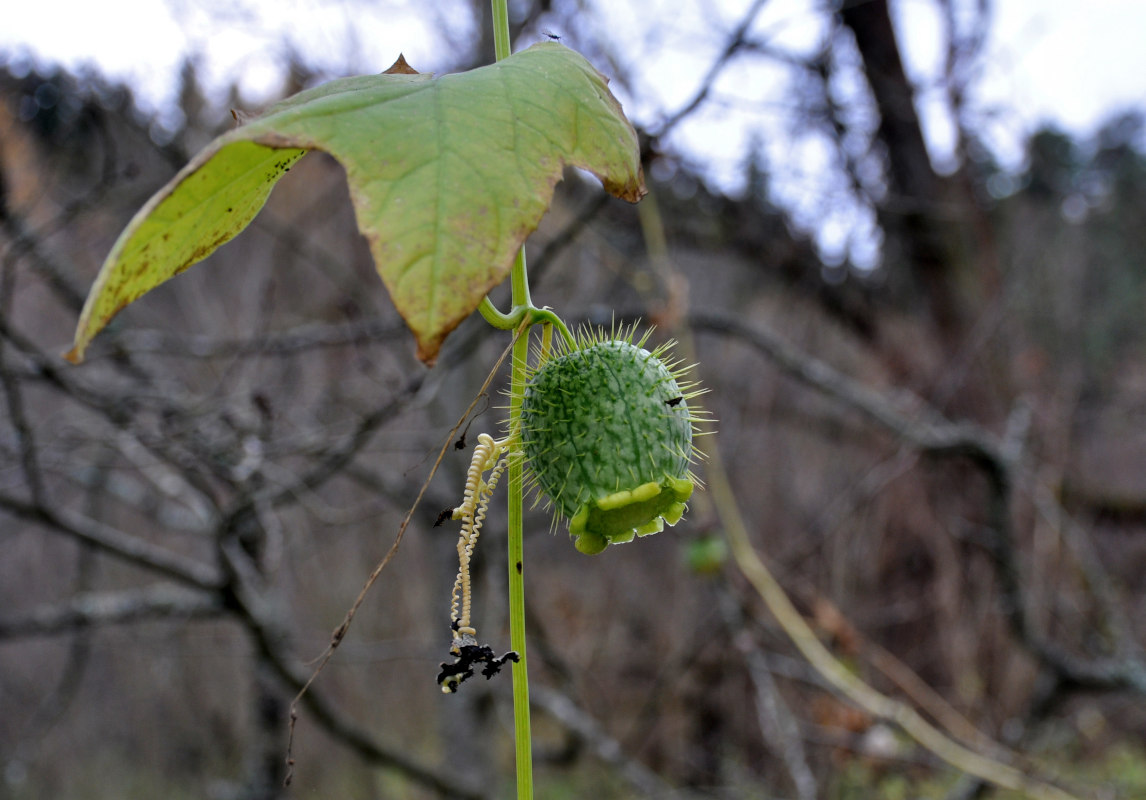 Изображение особи Echinocystis lobata.