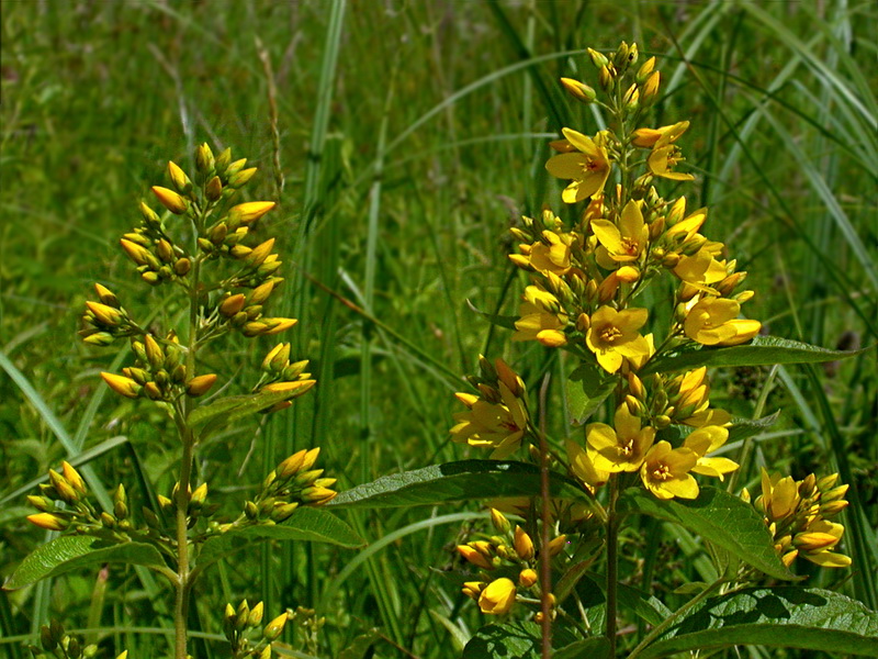 Изображение особи Lysimachia vulgaris.