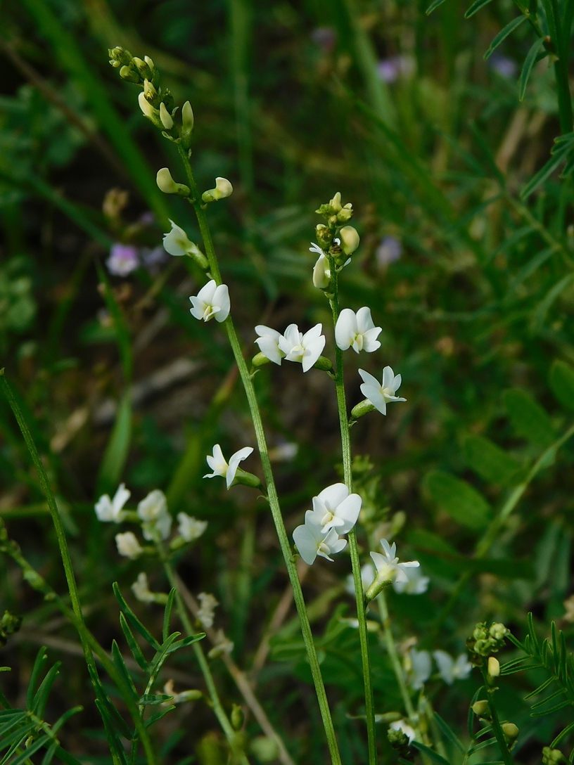 Image of Astragalus austriacus specimen.