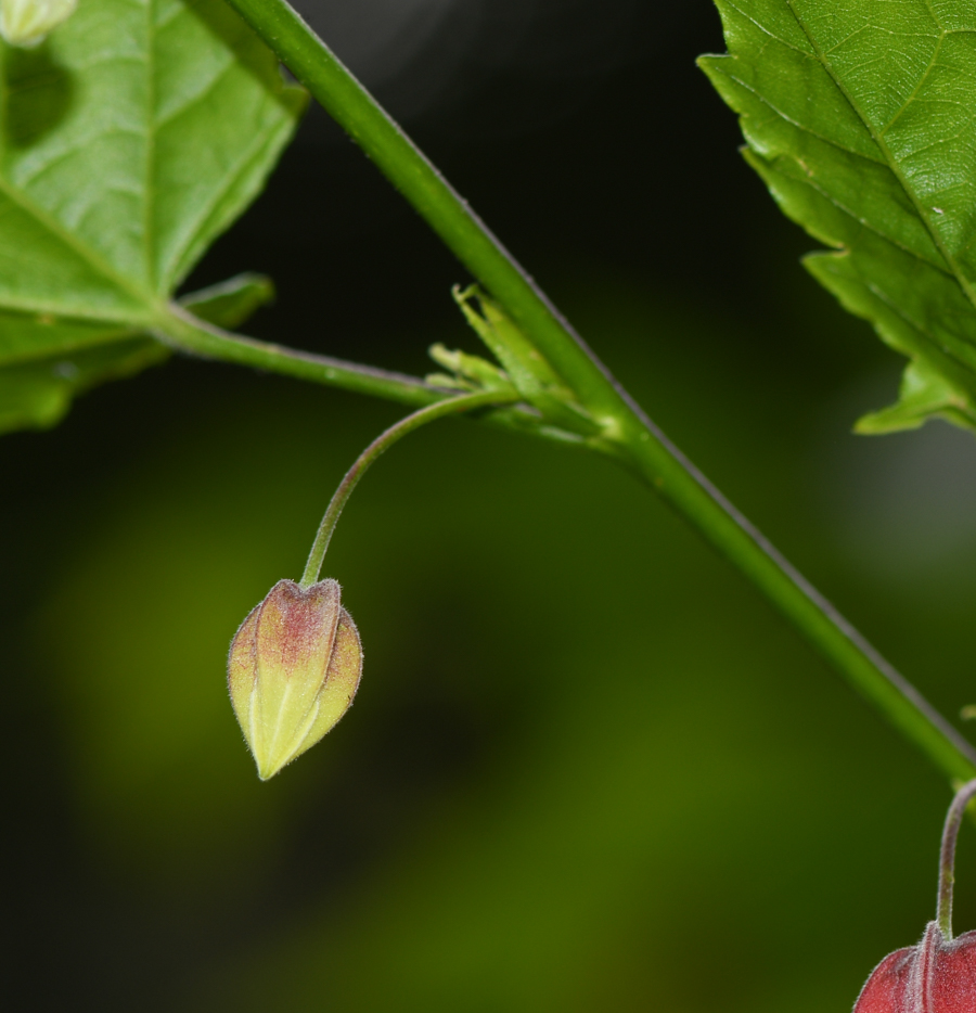 Image of Abutilon megapotamicum specimen.