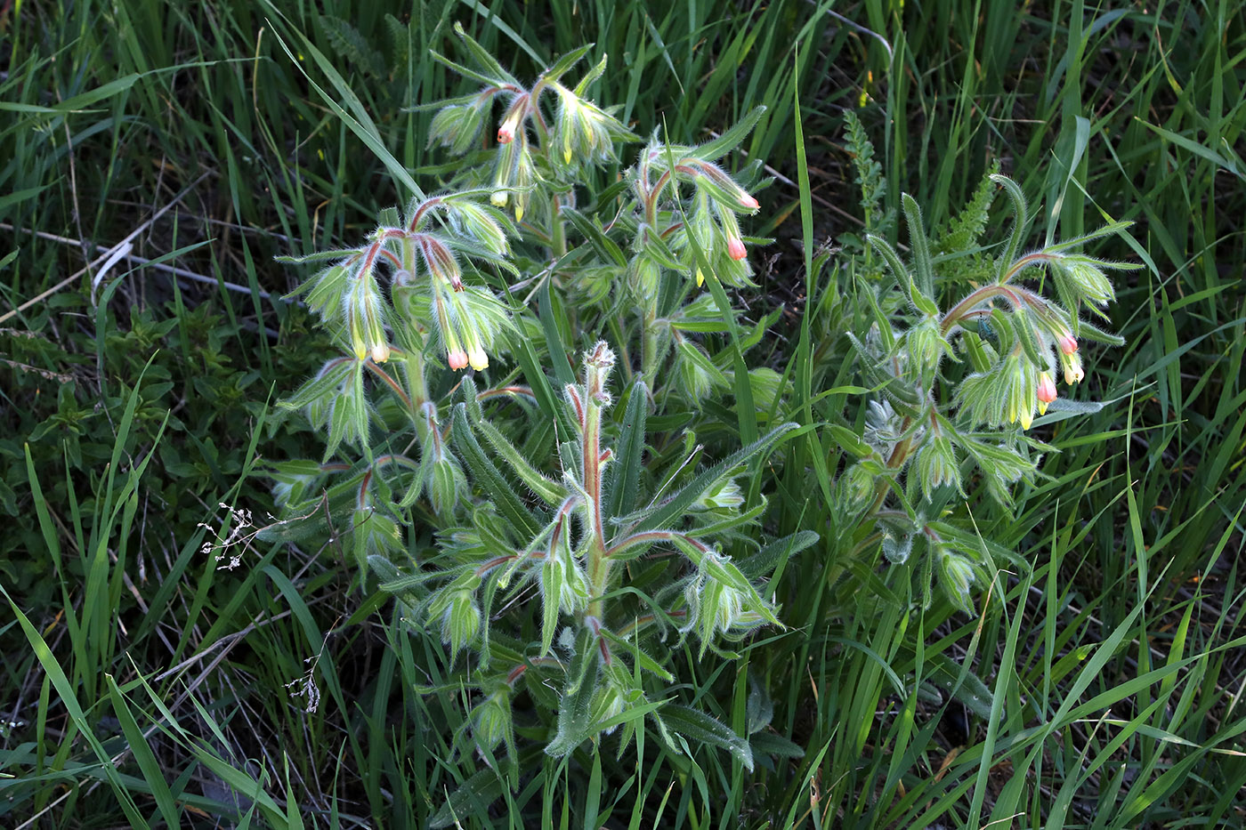 Image of Onosma dichroantha specimen.