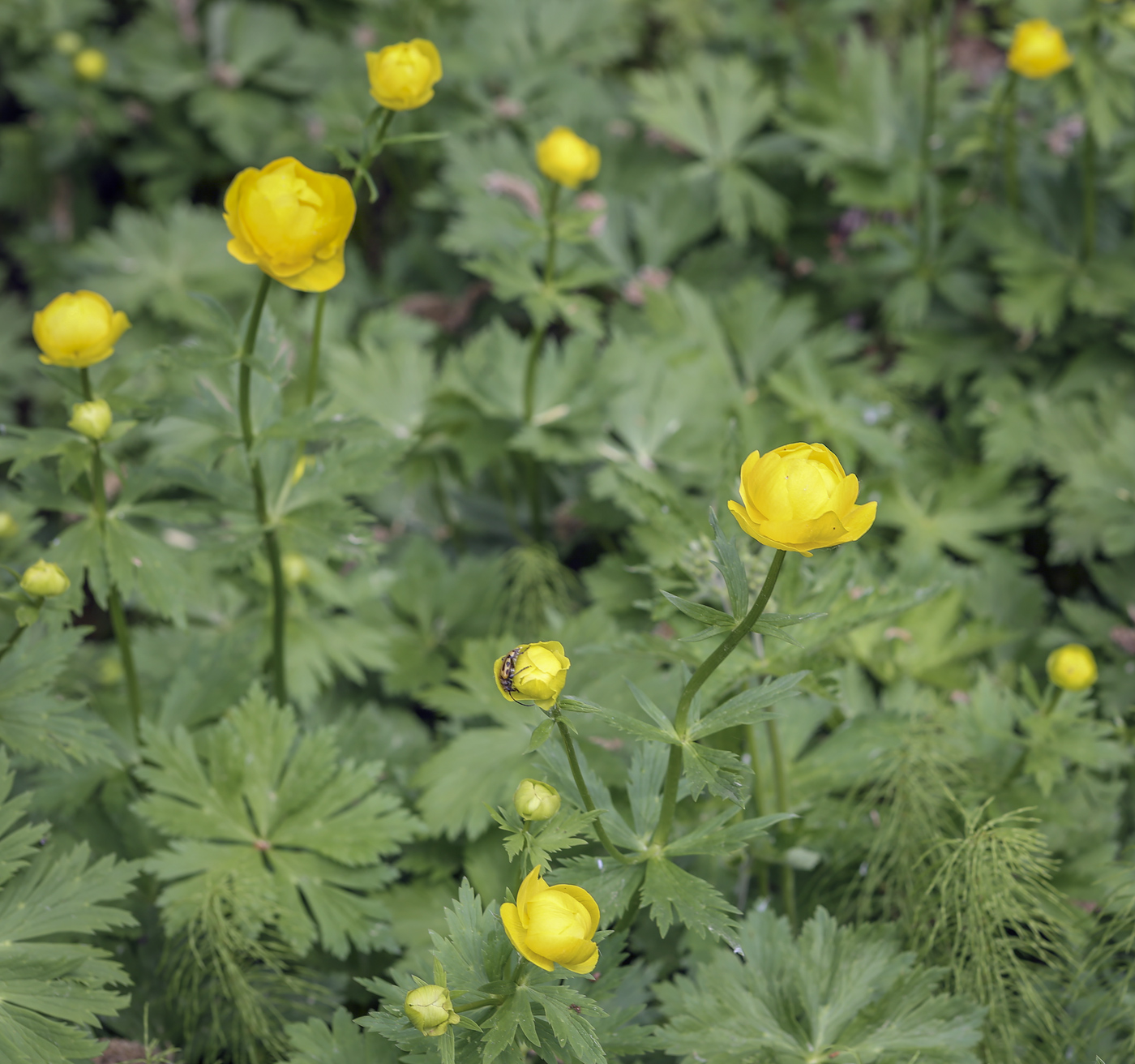 Image of Trollius europaeus specimen.