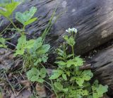 Cardamine amara. Цветущее растение с повреждёнными насекомыми листьям. Пермский край, г. Пермь, Кировский р-н, мкр. Берёзовая Роща, берег пруда. 29.05.2021.