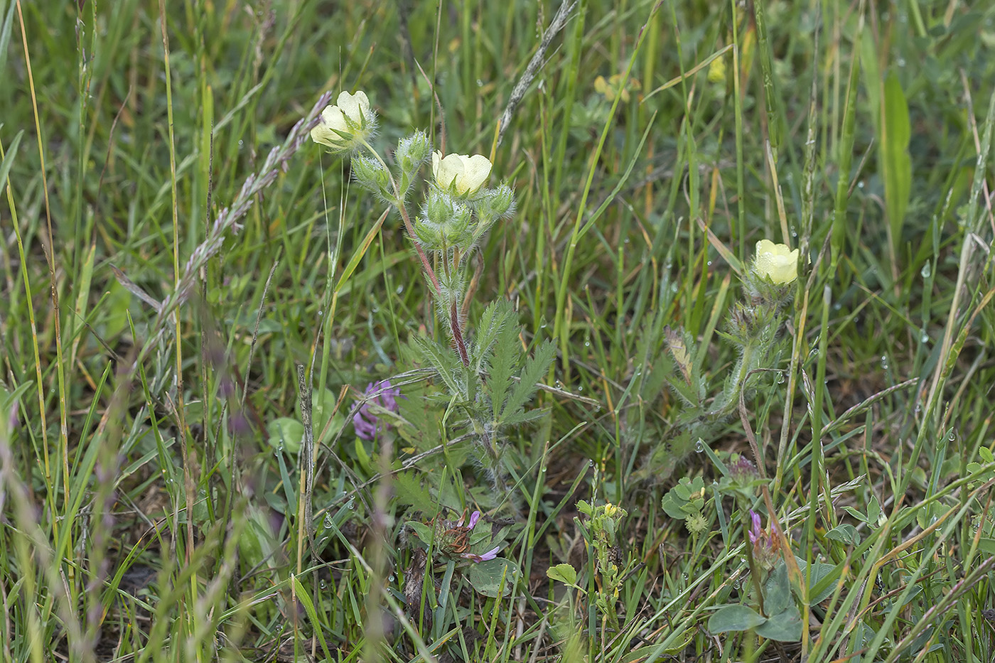 Изображение особи Potentilla semilaciniosa.