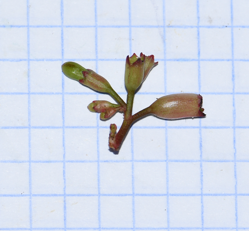 Image of Hoffmannia obovata specimen.