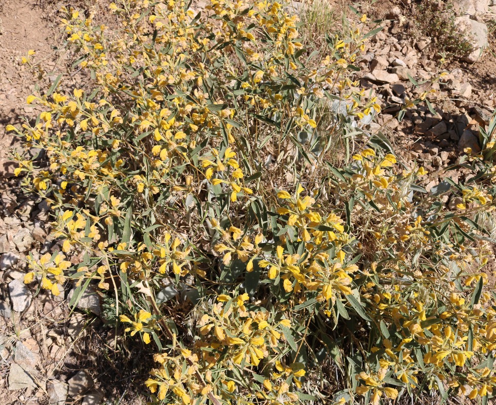 Image of Phlomis orientalis specimen.