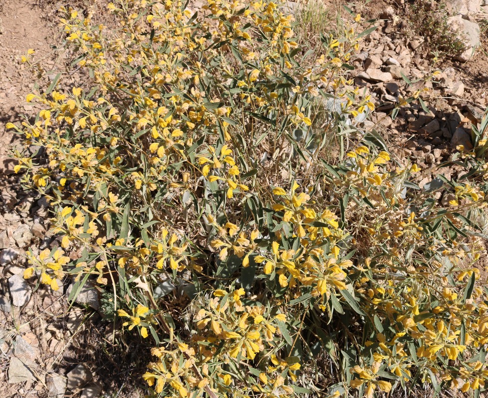 Изображение особи Phlomis orientalis.