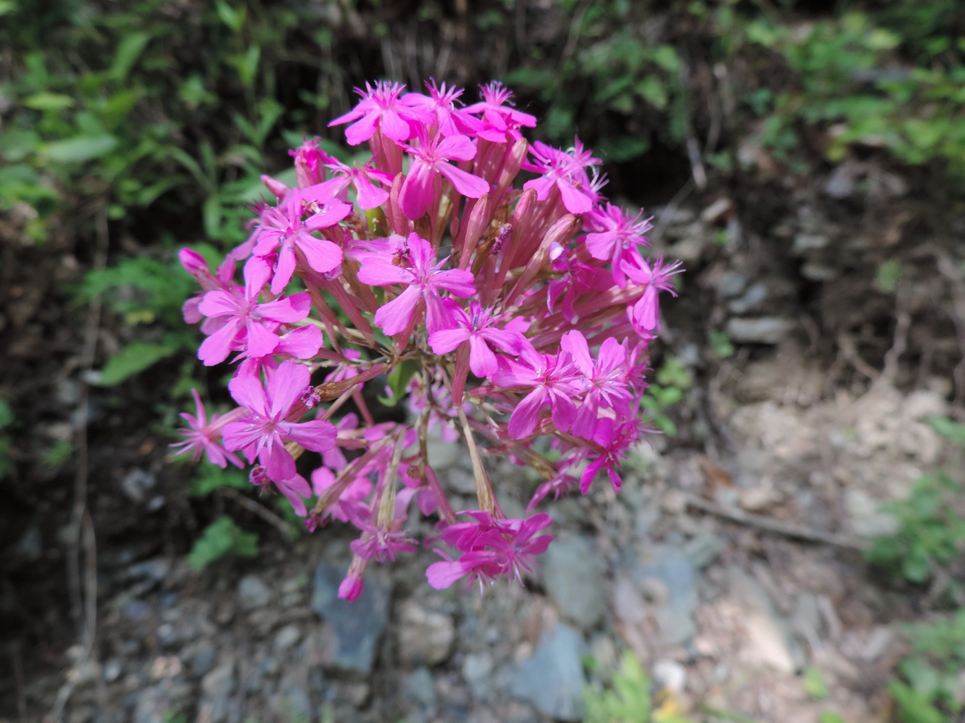 Изображение особи Silene compacta.