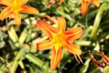 Hemerocallis fulva. Цветок. Казахстан, г. Актау, в культуре. 22 июня 2021 г.