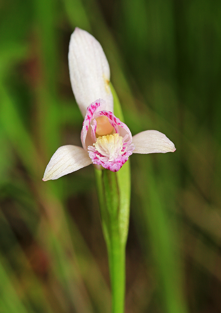 Image of Pogonia japonica specimen.