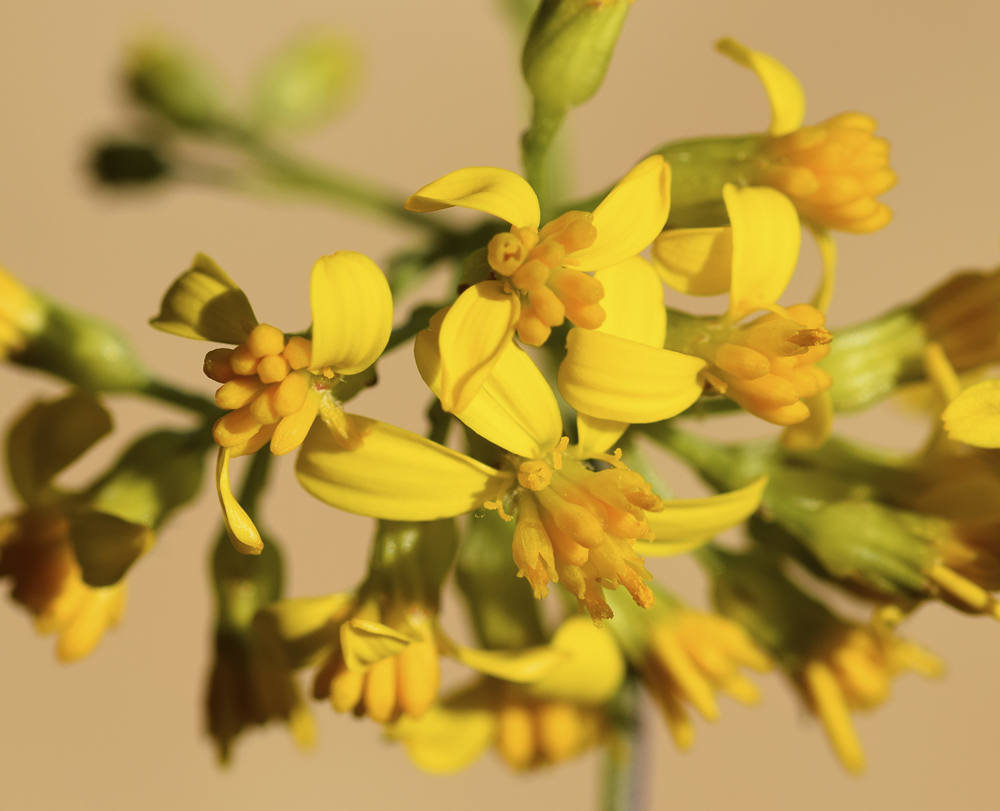 Изображение особи Senecio adonidifolius.