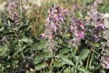 Teucrium chamaedrys