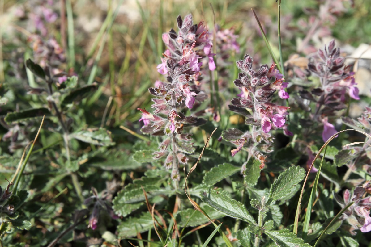 Image of Teucrium chamaedrys specimen.