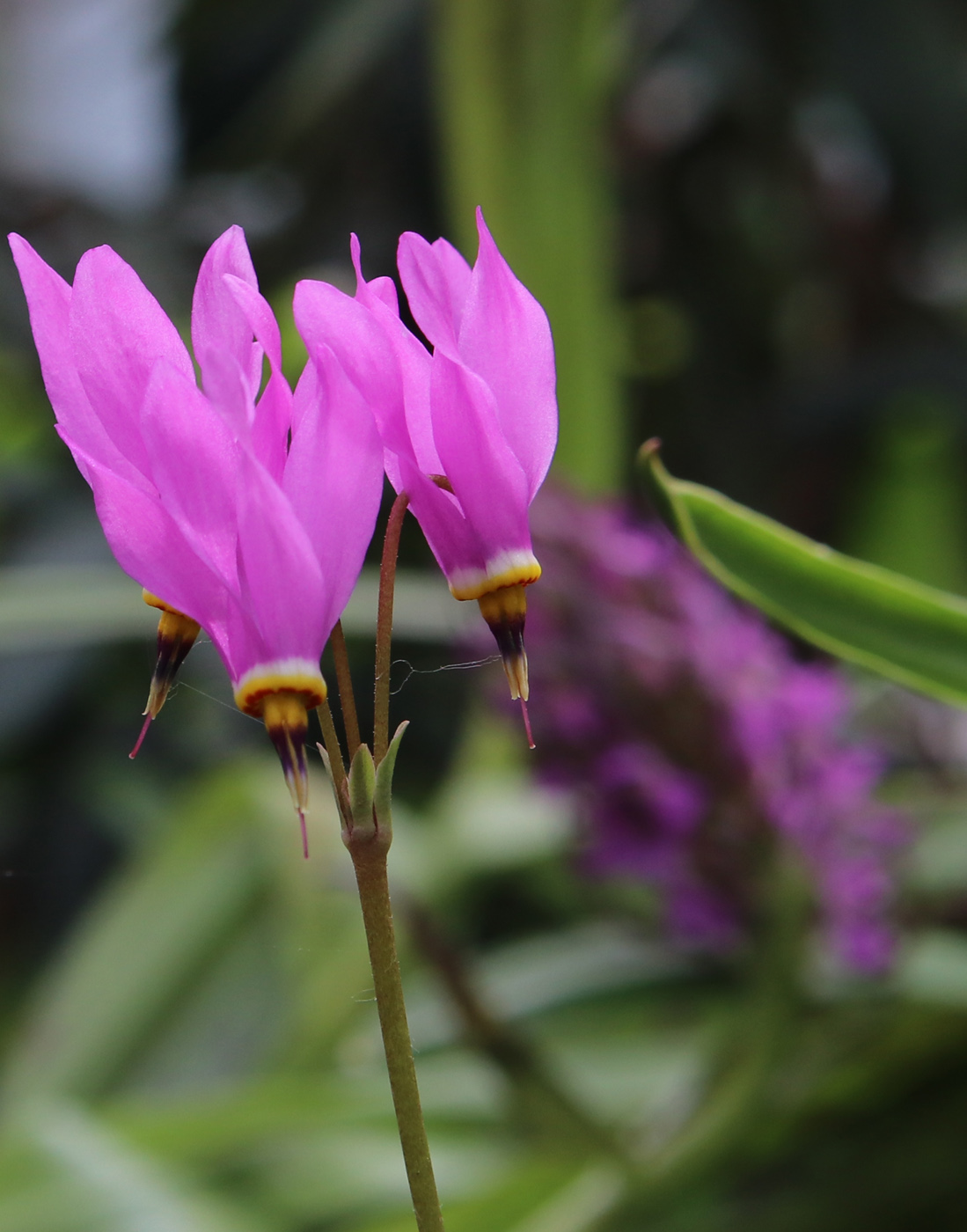 Image of Dodecatheon meadia specimen.