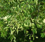 Euonymus grandiflorus. Плодоносящие ветви. Абхазия, г. Сухум, Сухумский ботанический сад, в культуре. Июль 2021 г.