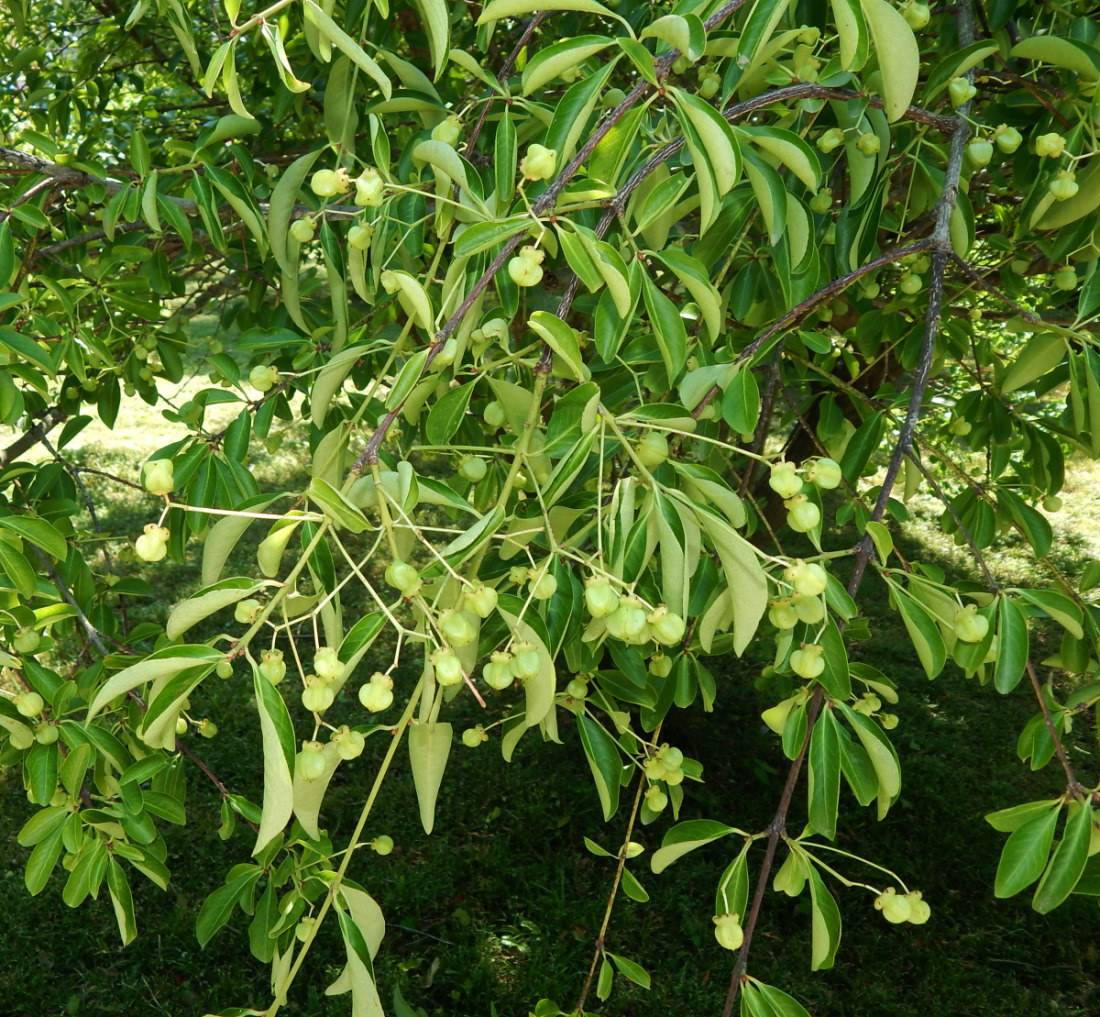 Image of Euonymus grandiflorus specimen.