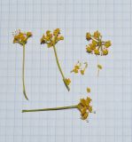 Bilacunaria boissieri