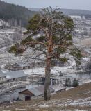 Pinus sylvestris. Старое дерево с повреждённой молнией вершиной. Пермский край, Лысьвинский р-н, окр. с. Кын-Завод, гора Плакун, каменистый луг. 05.11.2021.