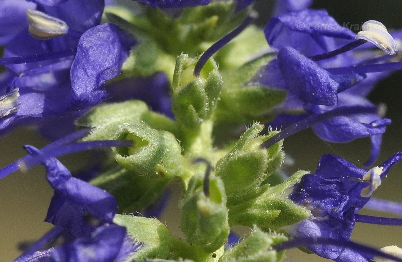 Image of Veronica barrelieri specimen.