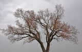 genus Populus. Крона цветущего дерева. Калмыкия, Целинный р-н, окр. пос. Хар-Булук, памятник природы \"Одинокий тополь\", степь. 19.04.2021.