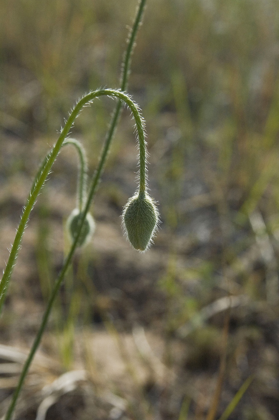 Image of Papaver nudicaule specimen.