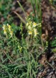 Linaria vulgaris. Верхушка повреждённого цветущего растения. Приморье, окр. г. Находка, окр. пос. Ливадия, бухта Средняя, окраина каменистого пляжа. 04.08.2021.