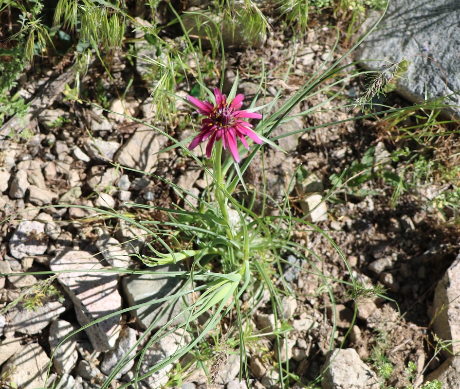 Image of Tragopogon pterocarpus specimen.